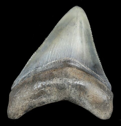 Serrated, Fossil Megalodon Tooth - Georgia #46001